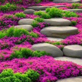 "Creeping Lavender Seeds 3000+ - Drought Resistant Ground Cover - Non-GMO"