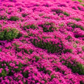 3000 kinds of creeping lavender seeds for planting perennial ground cover plants and heirloom flowers. Seeds are planted without genetic engineer (Color: A package)